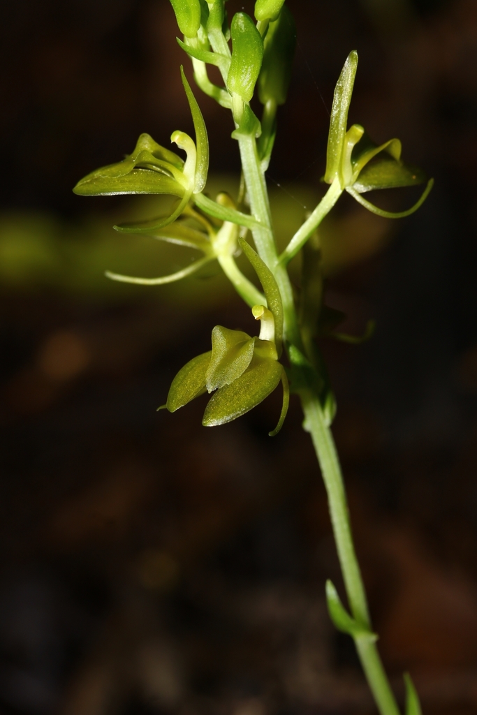 Liparis imerinensis