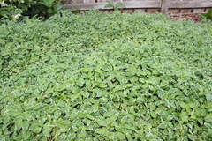 Alstroemeriaceae