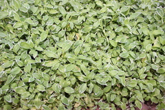 Alstroemeriaceae