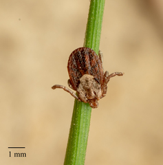 Dermacentor occidentalis