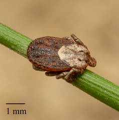 Dermacentor occidentalis