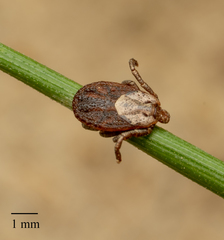 Dermacentor occidentalis