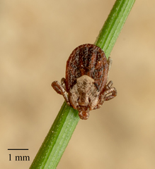 Dermacentor occidentalis