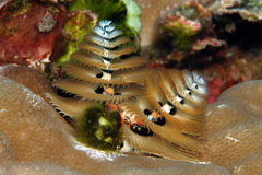Spirobranchus corniculatus image