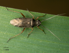 Heteroptera