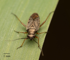 Heteroptera