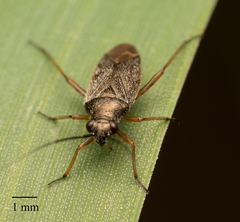 Heteroptera