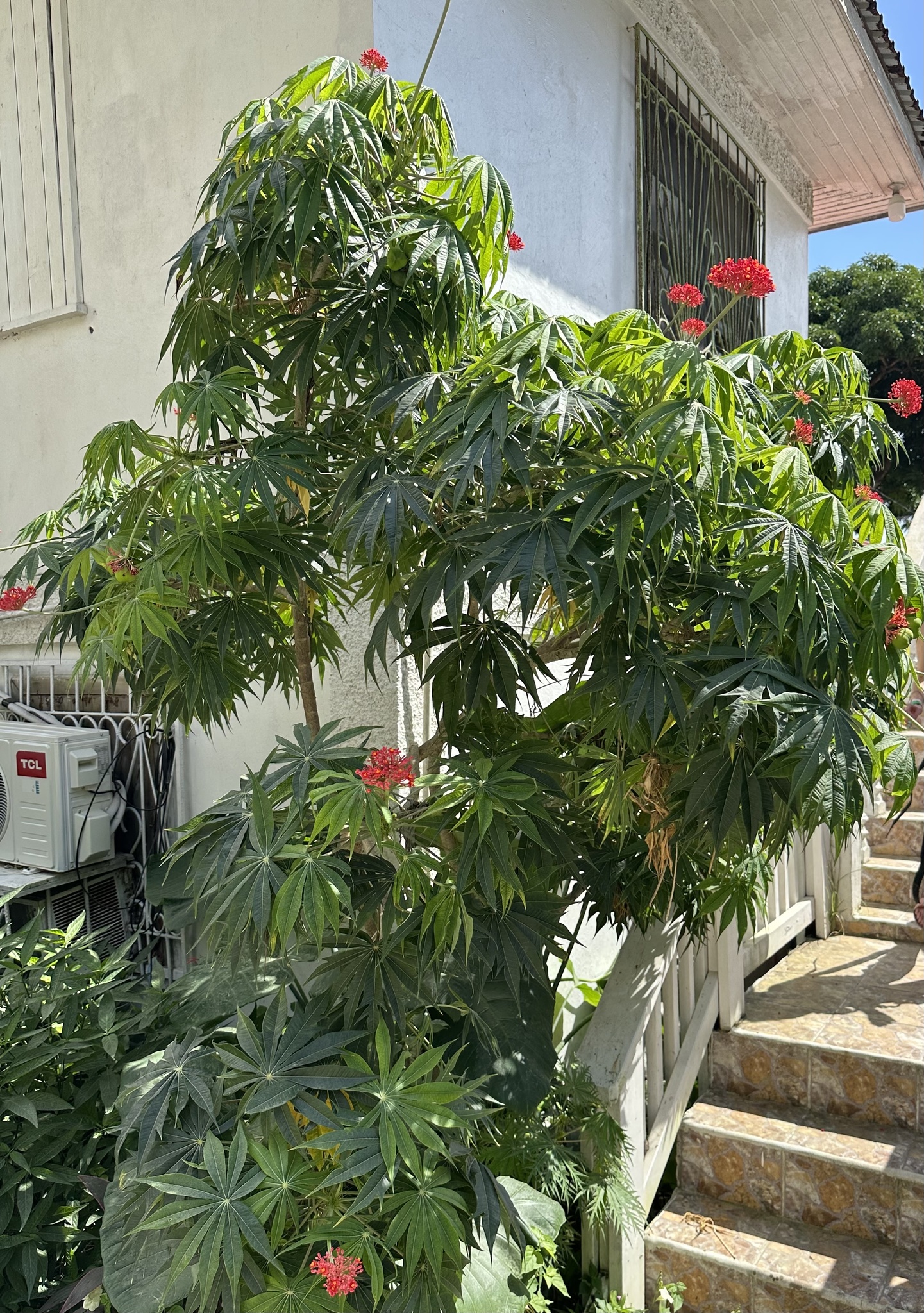 Imagem de Pinhão-manso