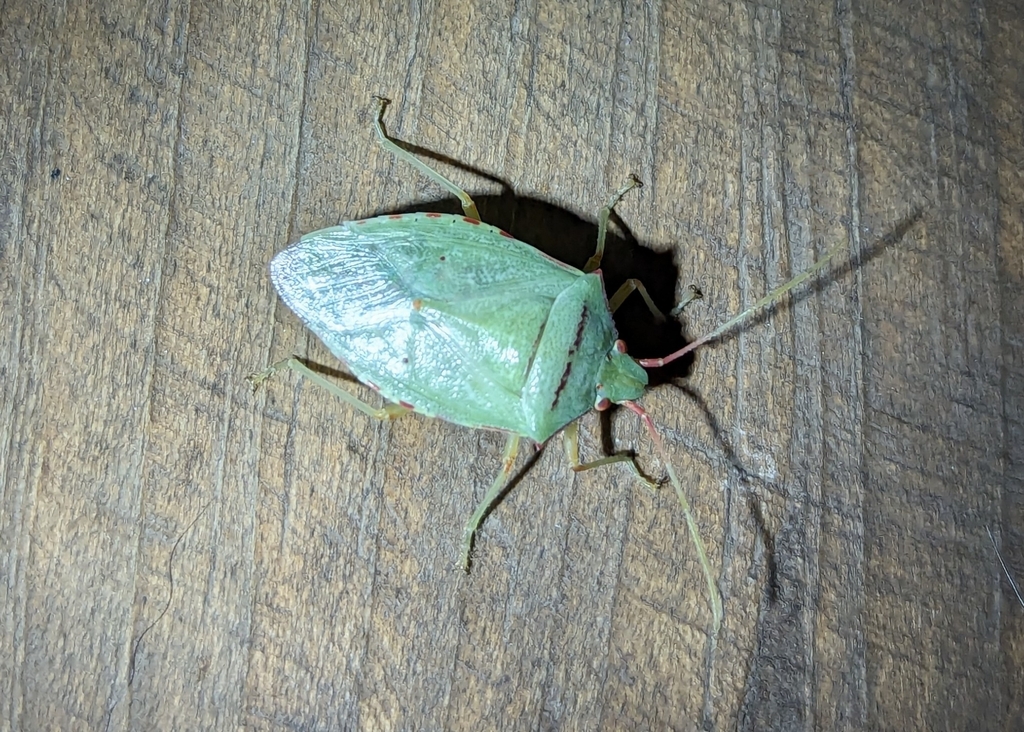 Chlorocoris rufopictus from 62523 Morelos, Mexico on January 10, 2024 ...