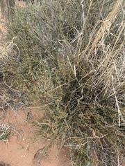 Ephedra torreyana