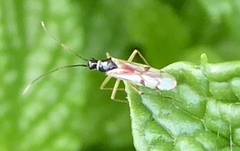 Tupiocoris
