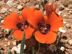 Calochortus kennedyi kennedyi