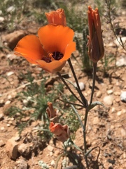 Calochortus kennedyi kennedyi