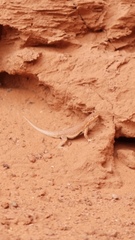 Uta stansburiana uniformis