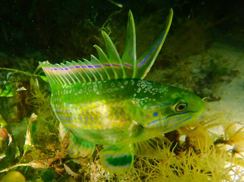 Rainbow cale (Heteroscarus acroptilus) — Odacidae — 4