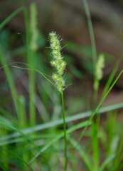 Carex vulpinoidea