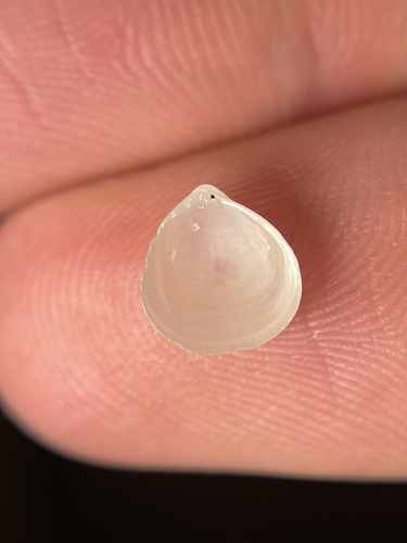 Representative image of Diplodonta trigona