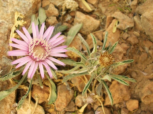 Atractylis serrata