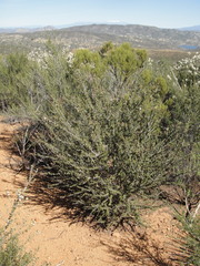 Ceanothus ophiochilus