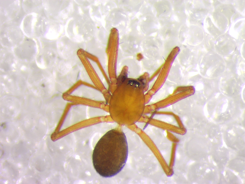 Centromerus capucinus