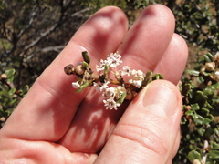 Ceanothus ophiochilus