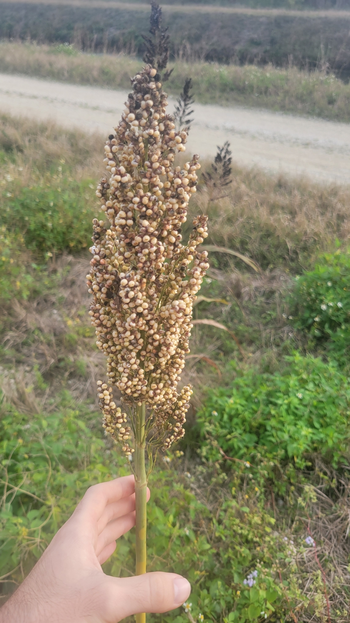 Imagem de Sorgo