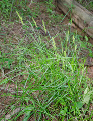 Carex vulpinoidea