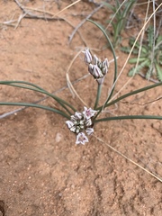 Allium macropetalum