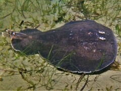 Coffin Ray photo 3