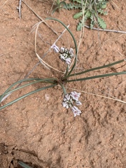 Allium macropetalum