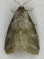 Hyperstrotia pervertens