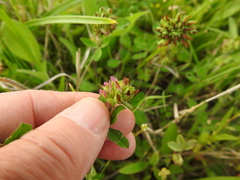 Trifolium bejariense