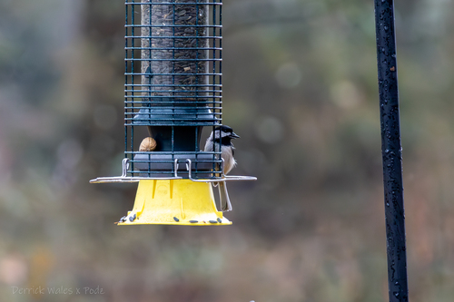 Carolina Chickadee photographed in Alabama