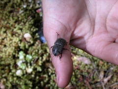 Geodorcus helmsi