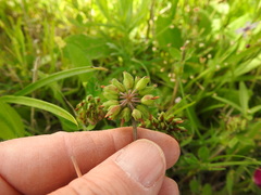 Trifolium bejariense