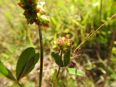 Trifolium bejariense