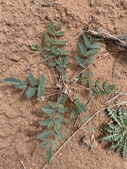 Hoffmannseggia drepanocarpa