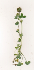Trifolium bejariense