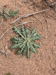 Malacothrix fendleri