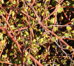 Muehlenbeckia complexa complexa