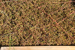 Muehlenbeckia complexa complexa