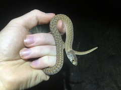 Pygopus schraderi