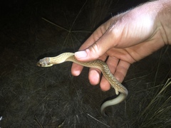 Pygopus schraderi