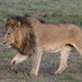 Λιοντάρι - Photo (c) Nik Borrow, μερικά δικαιώματα διατηρούνται (CC BY-NC)