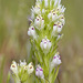 Castilleja densiflora - Photo (c) Bill Bouton, algunos derechos reservados (CC BY-SA)