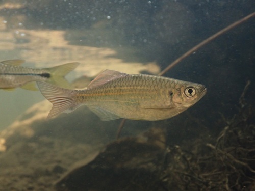 Queen danio (Devario regina) — Cyprinidae — 4