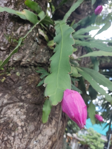 Foto de Pitainha de forquilha