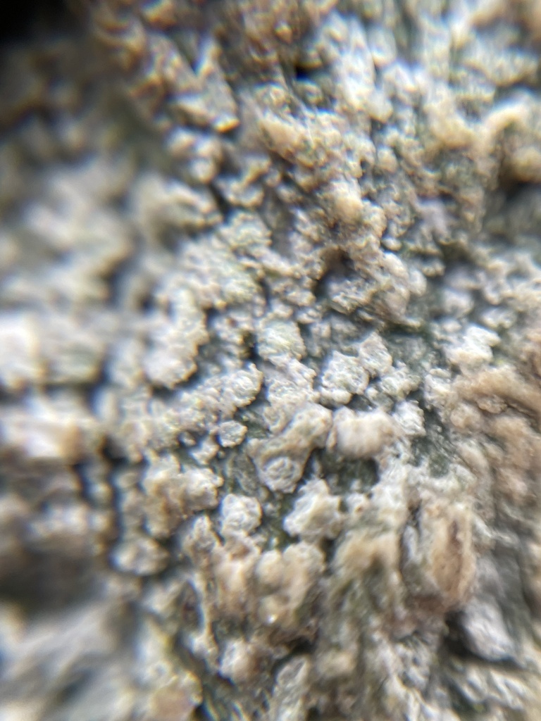 Pertusaria pertusa from Kungälv, SEVG, SE on January 14, 2024 at 1112