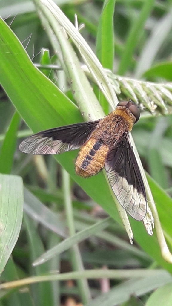 Chrysanthrax restitutus