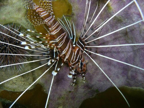 Broadbarred firefish